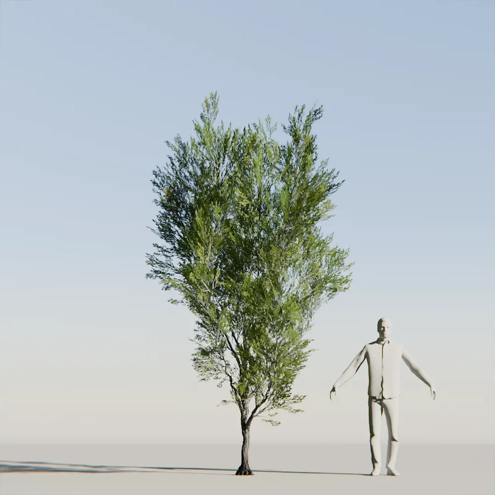 Coral Bark Tree Animated Lowpoly