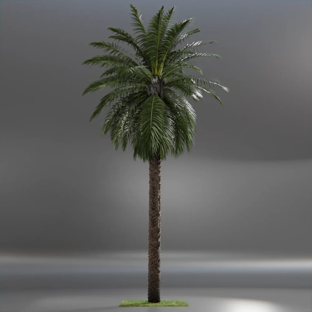 Dactylifera Palm Tree Animated