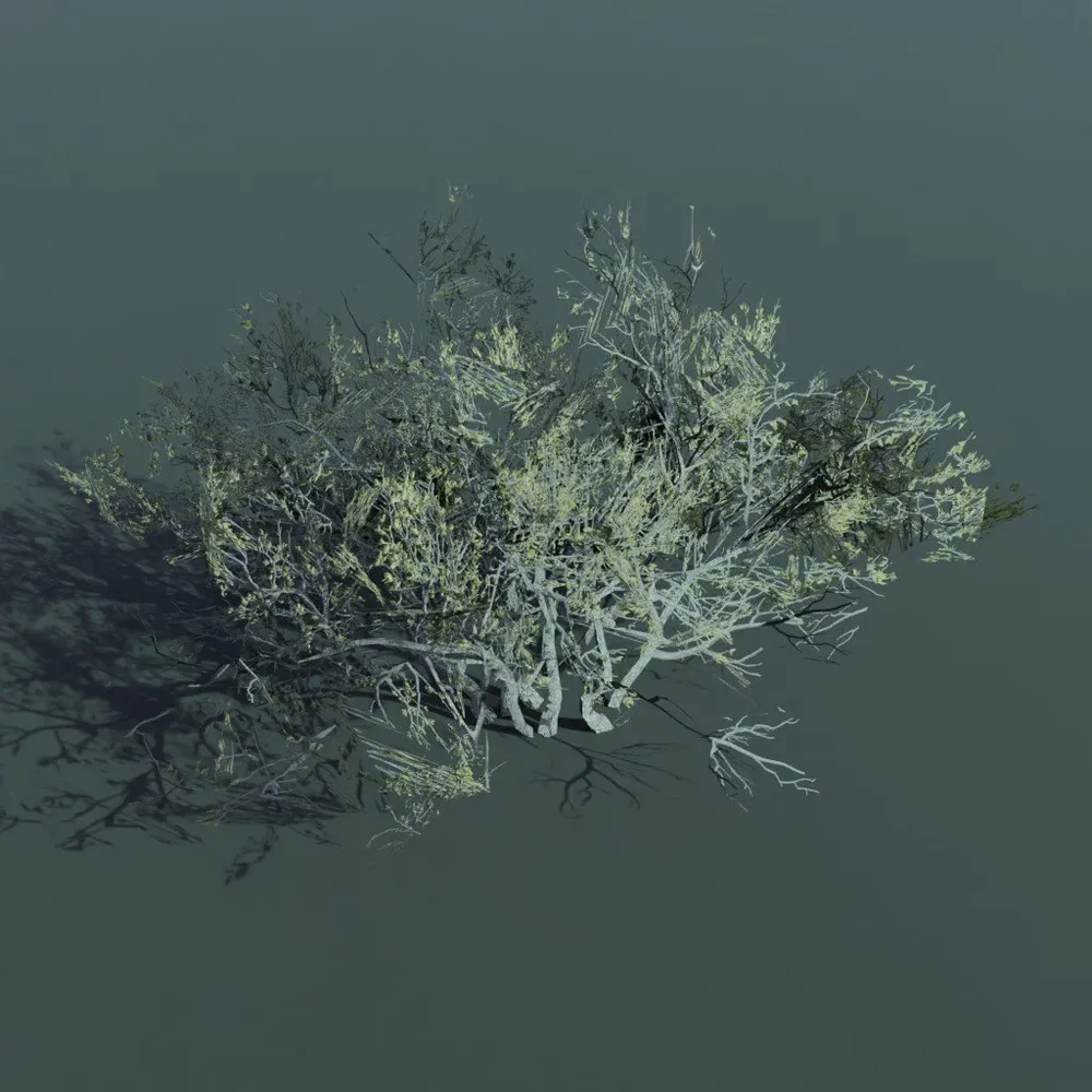 Plant Larrea Tridentata Large
