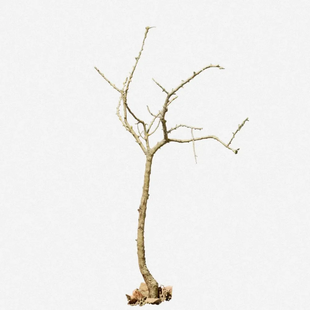 Dead Tree Dry Pbr Scan 01