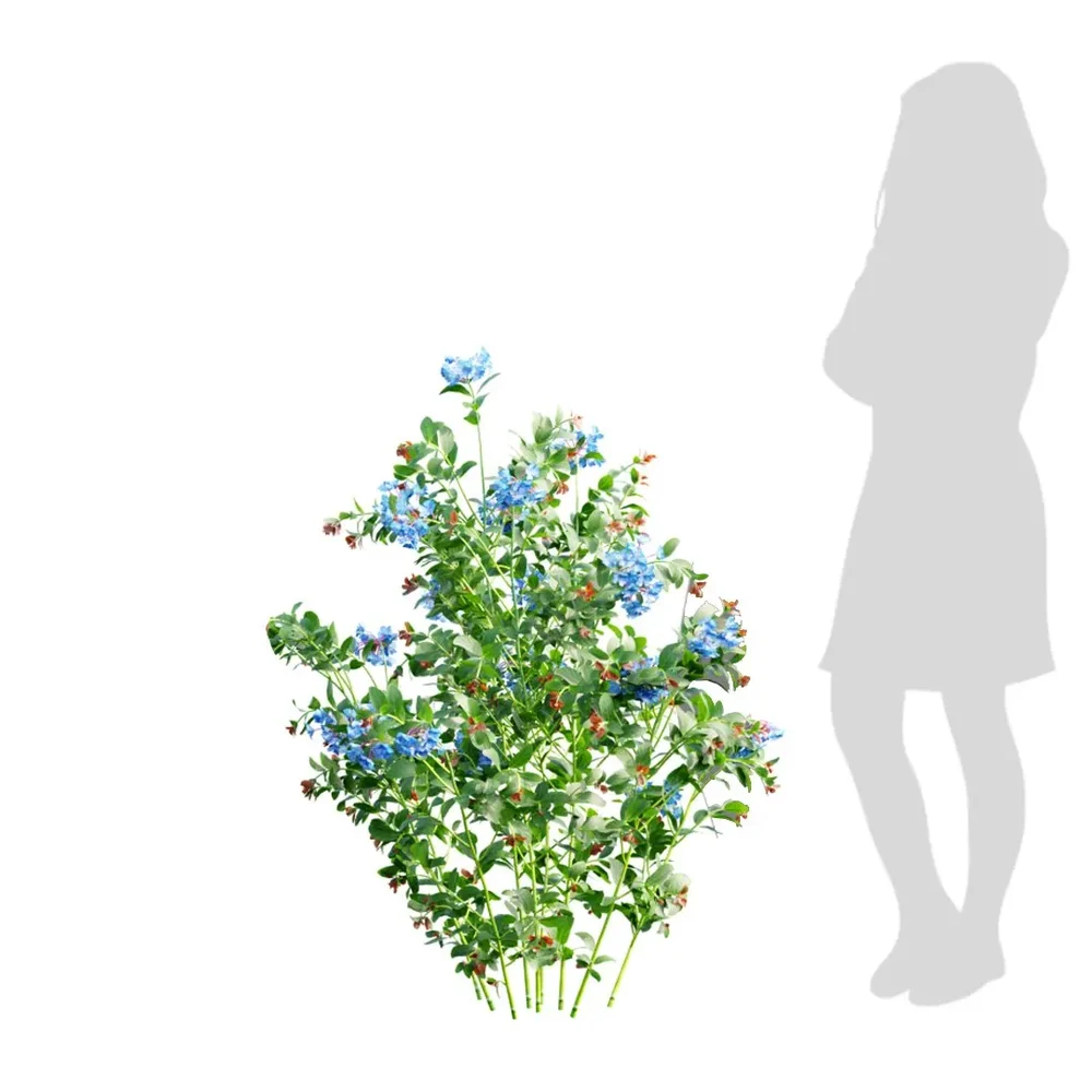 Small Plant Ceratostigma