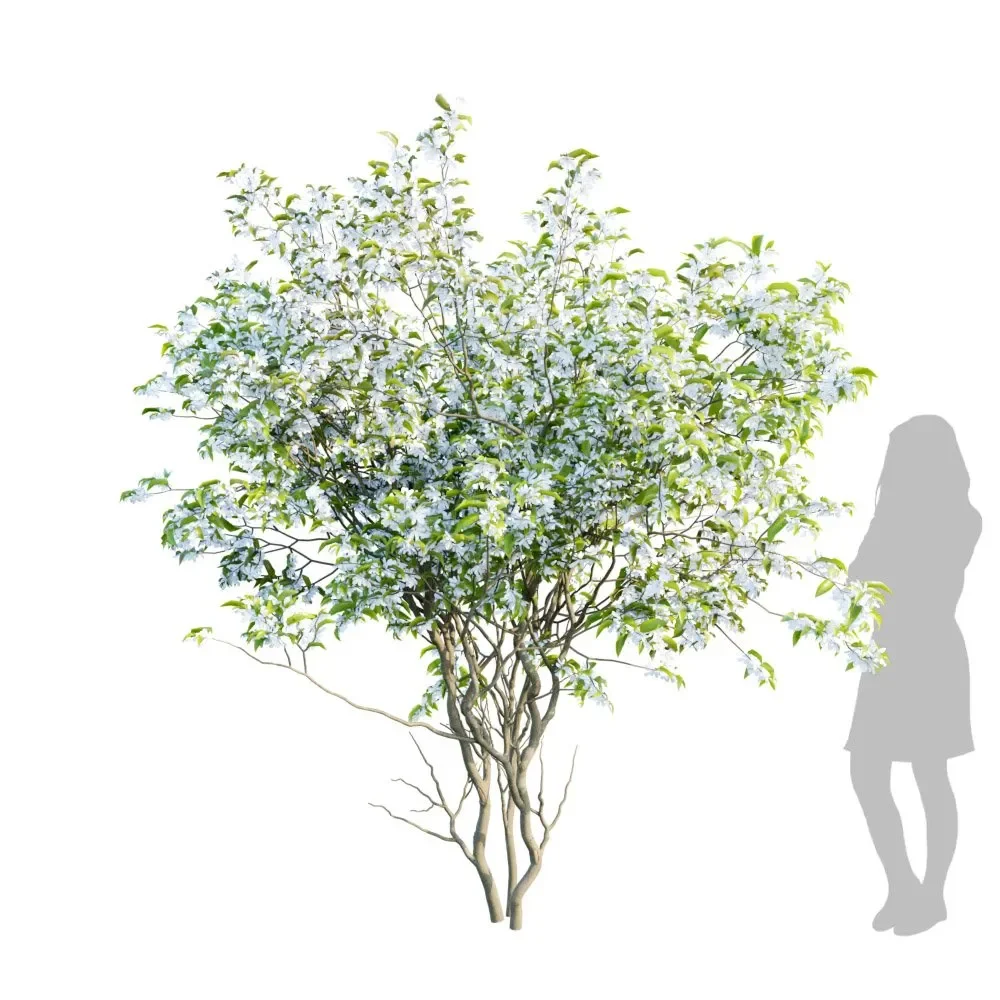 Tree Amelanchier Lamarckii5