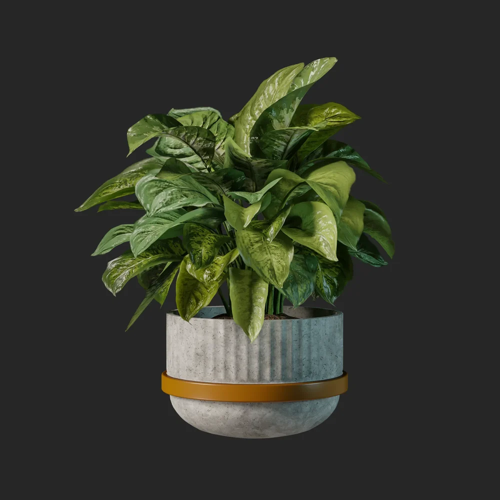 Aspidistra Plant