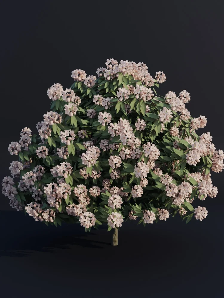 Rhododendron