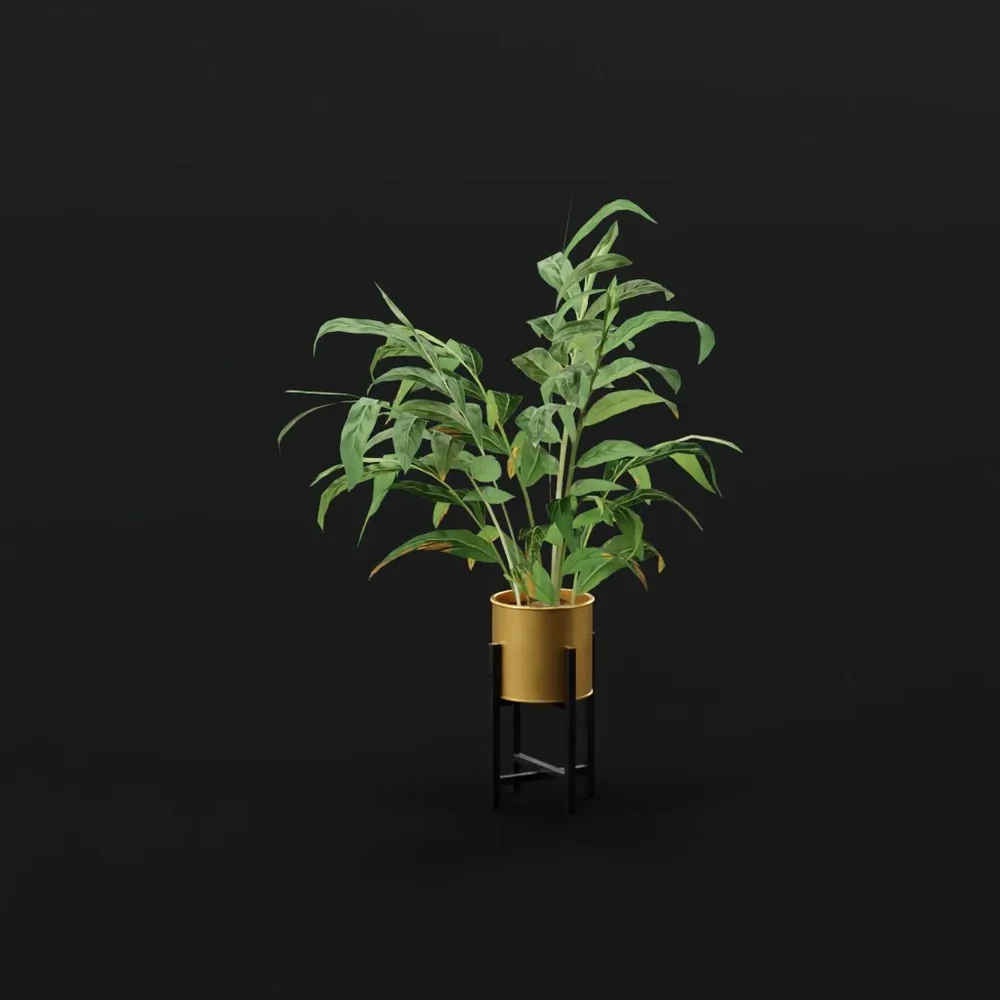 Alpania Galanga Large Potted Plant