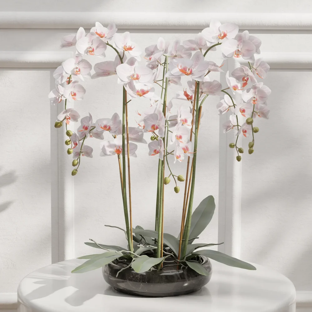 Orchid Plant