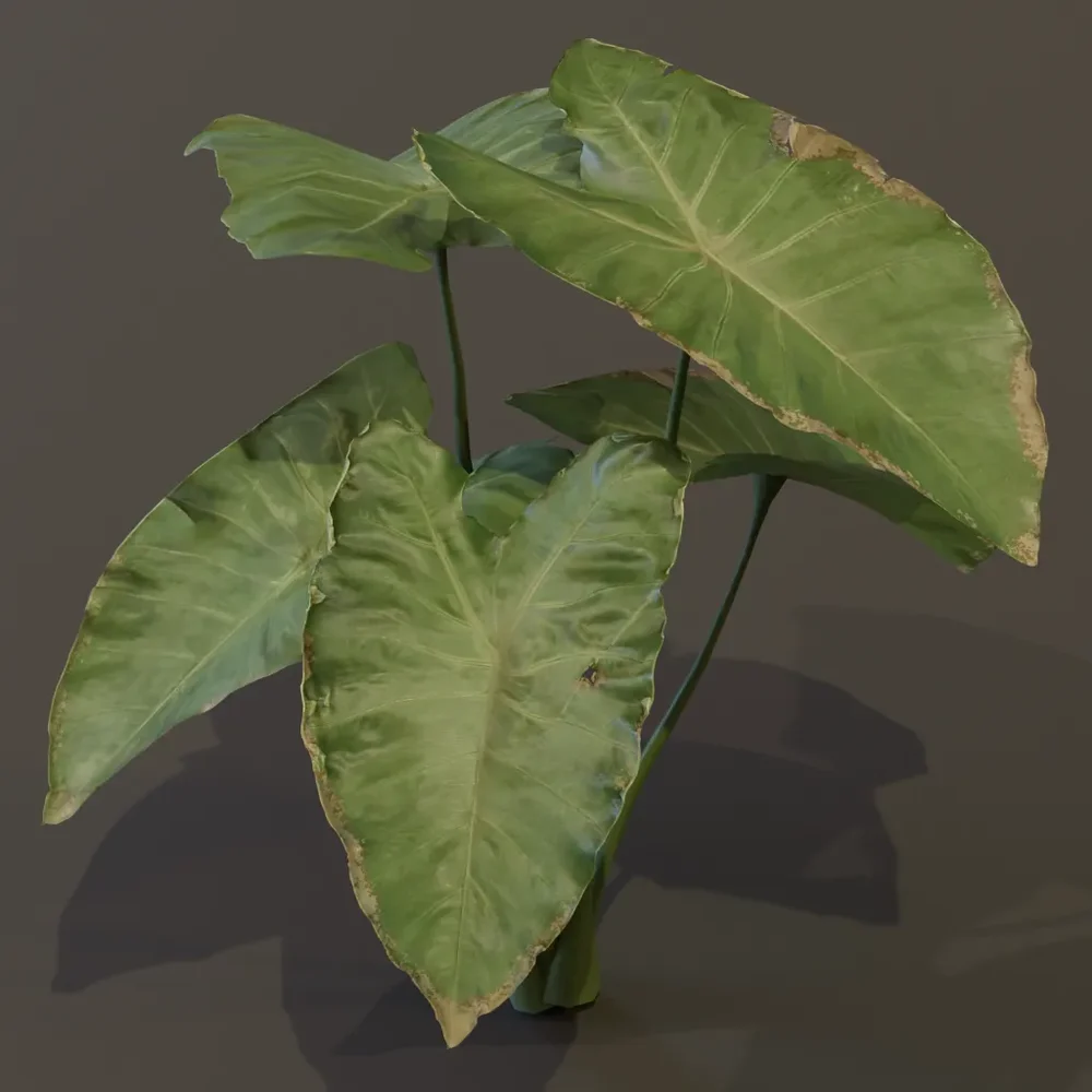 Elephant Ear Taro Plant Juvenile