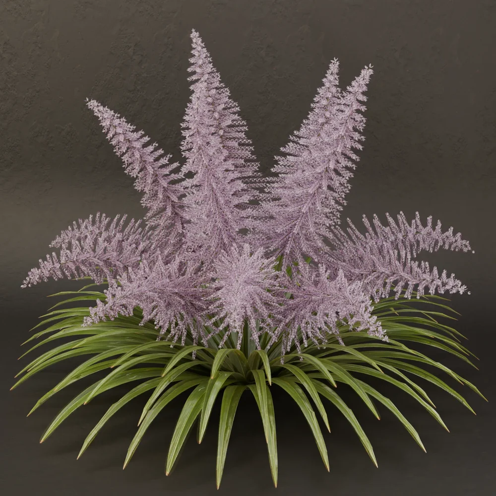 Sj-Lavender Fern