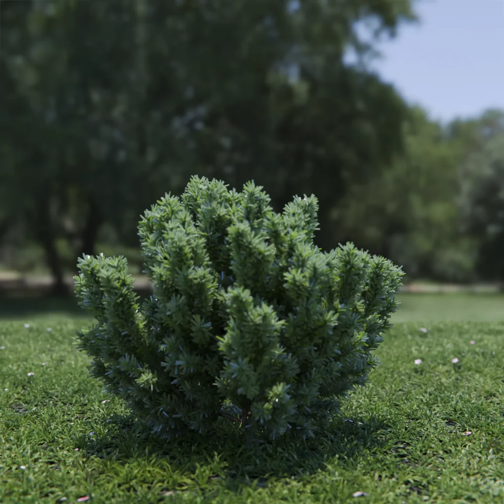 Plant Catherine Elizabeth