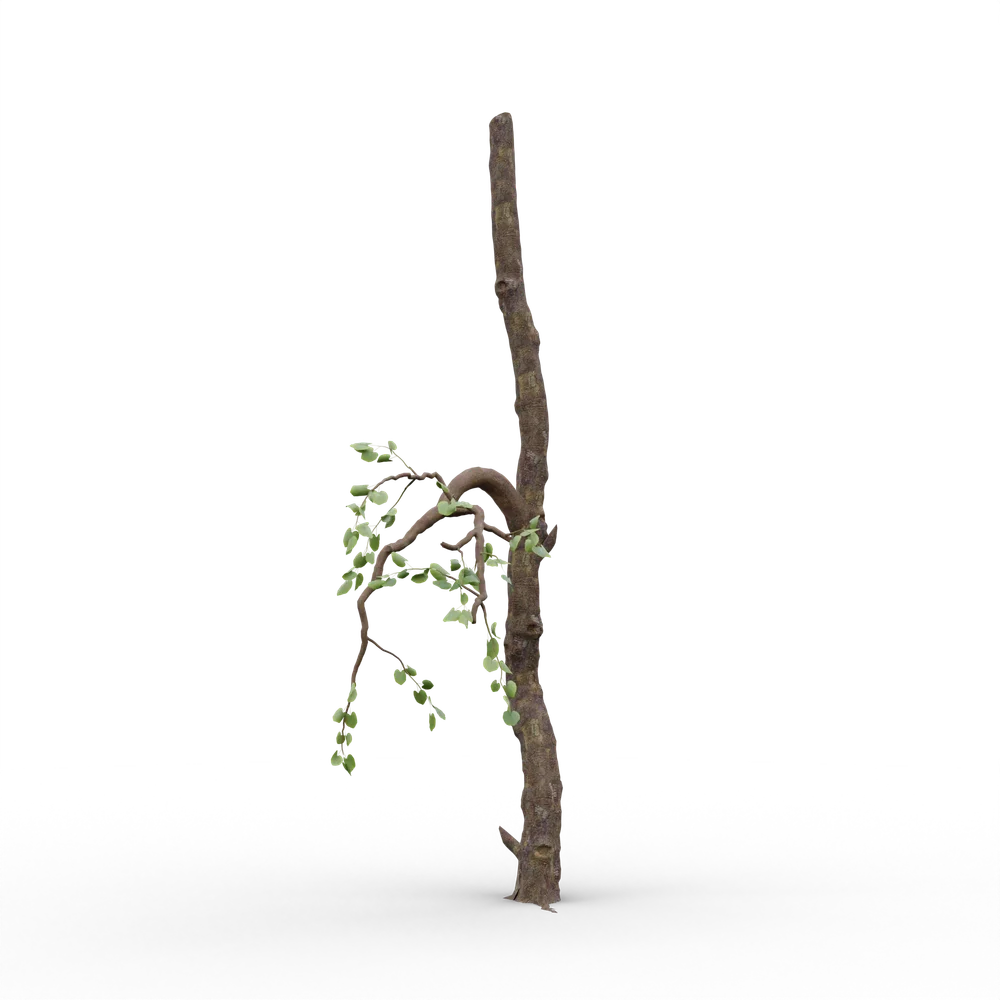 Old Tree V8