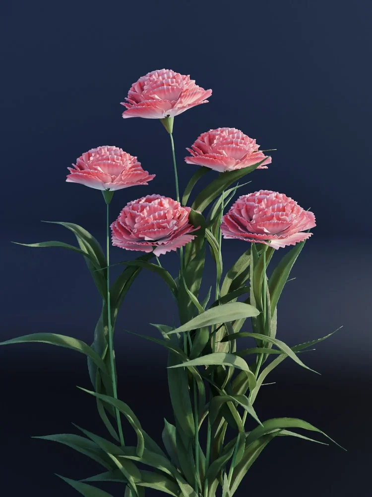 Carnations