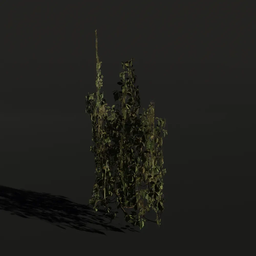 Creepers Vine B4