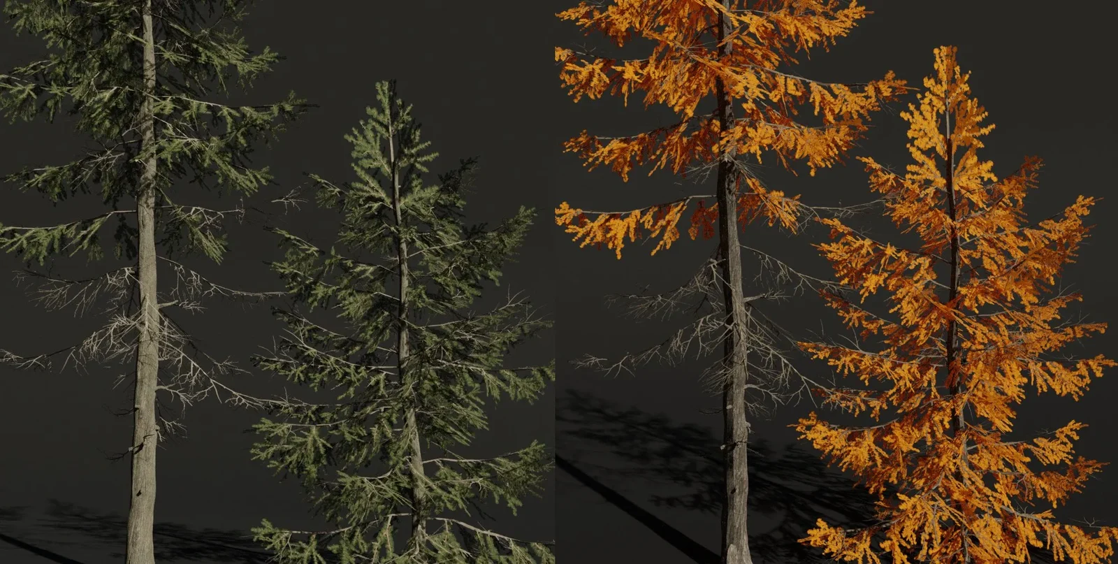 Tree European Larch A1