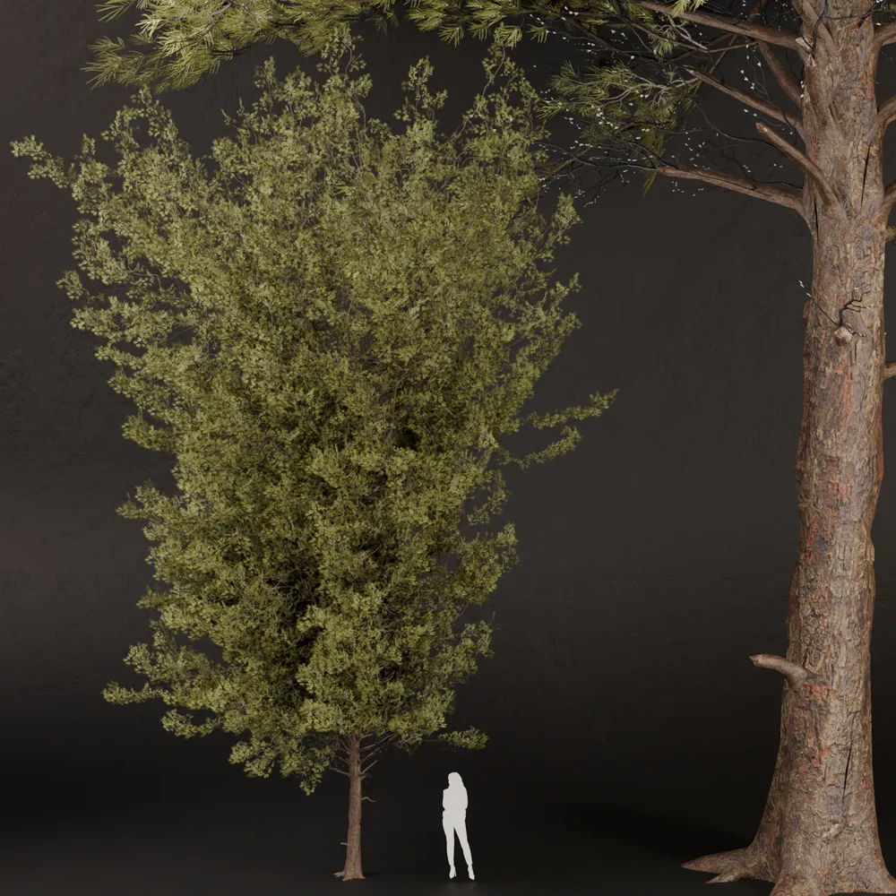 Sj-Premium Pine Forest Tree