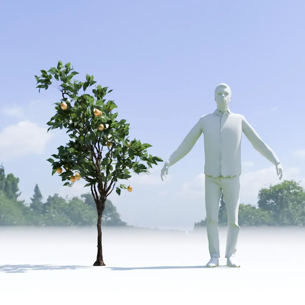 Lemon Tree